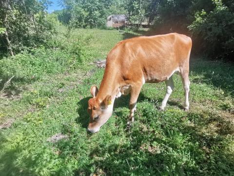 Eladó Jersey üsző