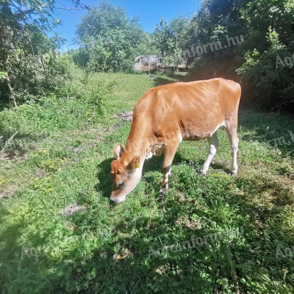 Eladó Jersey üsző