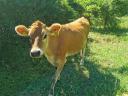 Eladó Jersey üsző