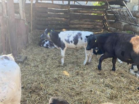 Holstein × kékbelga üszőborjú