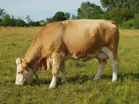 Tisztavérű kettőshasznú magyartarka vemhes tehén eladó