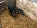 Fecskehátú mangalica