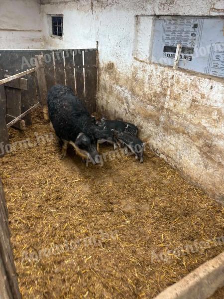 Fecskehátú mangalica