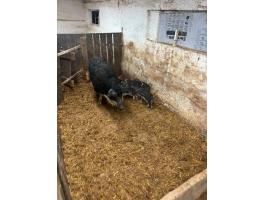 Fecskehátú mangalica