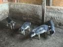 Fecskehátú mangalica