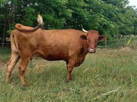 Limousin tehén eladó