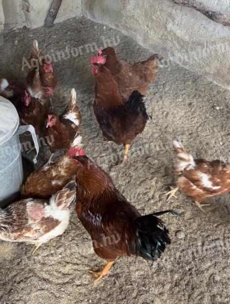 9 hetes kettős hasznú kakasok eladók