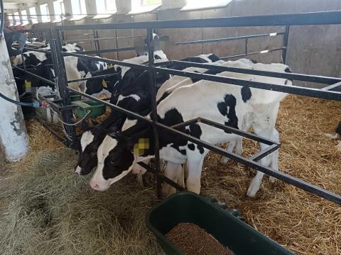 Bika borjú holstein-fríz