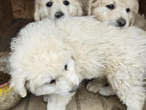 Kuvasz kiskutyák