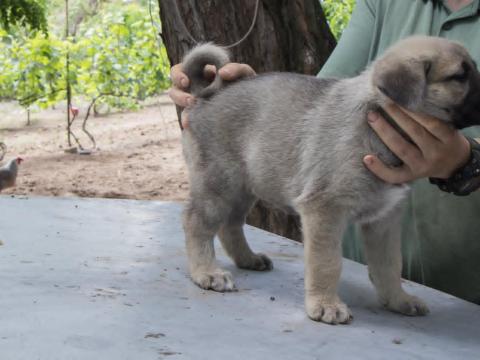 Kangal jellegű kölykök elvihetők