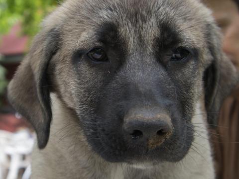 Kangal jellegű szuka kölykök elvihetők Kangal jellegű szuka kölykök elvihetők