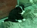 Border Collie 8 hetes kiskutya