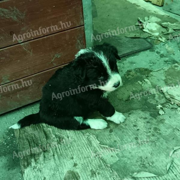 Border Collie 8 hetes kiskutya