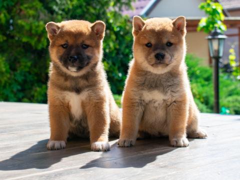 Shiba inu kiskutyák
