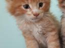 Maine coon