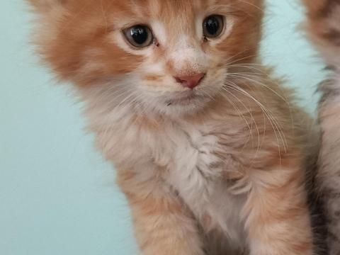Maine coon