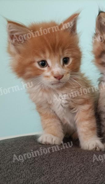 Maine coon
