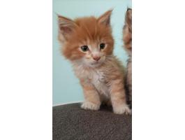 Maine coon