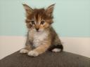 Maine coon
