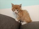Maine coon