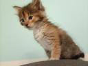 Maine coon