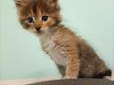 Maine coon