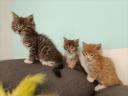 Maine coon