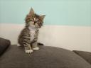 Maine coon