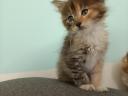 Maine coon
