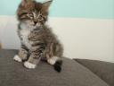 Maine coon