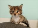 Maine coon