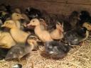 Hetes magyar kacsa