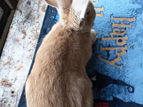 Sárga Német óriás bak