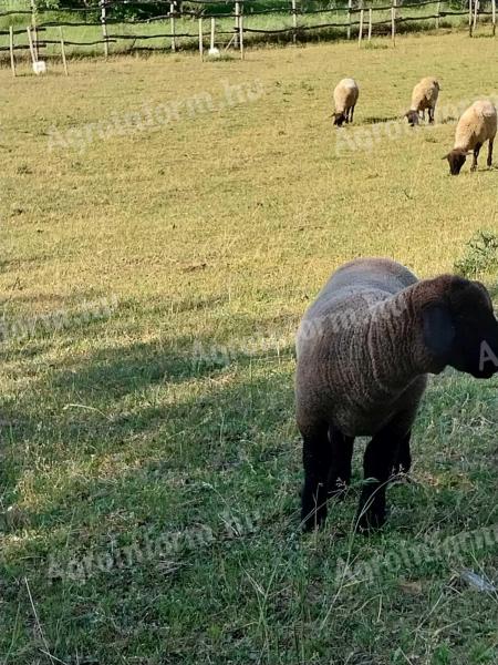 Suffolk kos eladó