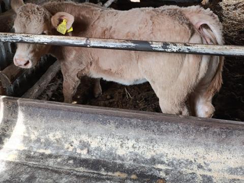 Charolais üsző borjú eladó Charolais üsző borjú eladó