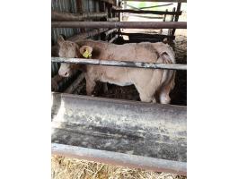 Charolais üsző borjú eladó