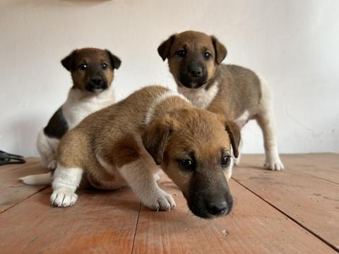 Fox terrier kutyák Fox terrier kutyák