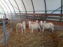 Tenyészjerke, landschaf és német húsmerinó tenyészjerke eladó