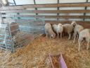 Tenyészjerke, landschaf és német húsmerinó tenyészjerke eladó