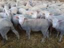 Tenyészjerke, landschaf és német húsmerinó tenyészjerke eladó