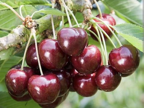 Germersdorfi cseresznye, meggy – vegyszermentes Germersdorfi cseresznye, meggy – vegyszermentes