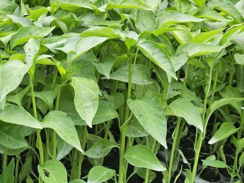 Fűszerpaprika palánta