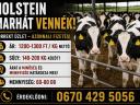 Szarvasmarhát vennék!