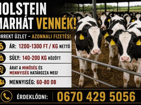 Szarvasmarhát vennék! Szarvasmarhát vennék!