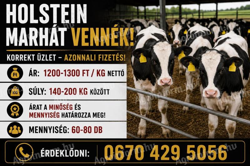 Szarvasmarhát vennék!