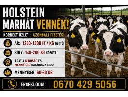 Szarvasmarhát vennék!