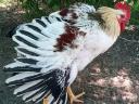 Prémium Kiskakasok kizárólag továbbtartásra,  magkakasnak Eladók! Kettőshasznú és Master × Ayam Cemani genetika (Kiskunhalas)