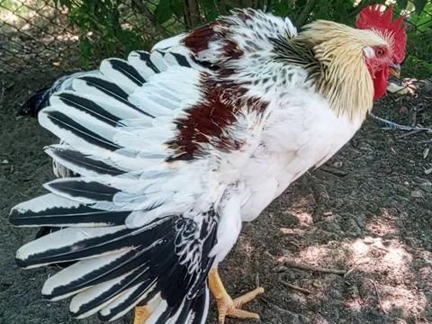 Prémium Kiskakasok kizárólag továbbtartásra, magkakasnak Eladók! Kettőshasznú és Master × Ayam Cemani genetika (Kiskunhalas) Prémium Kiskakasok kizárólag továbbtartásra, magkakasnak Eladók! Kettőshasznú és Master × Ayam Cemani genetika (Kiskunhalas)
