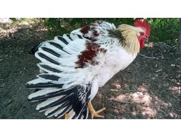 Prémium Kiskakasok kizárólag továbbtartásra,  magkakasnak Eladók! Kettőshasznú és Master × Ayam Cemani genetika (Kiskunhalas)
