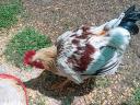 Prémium Kiskakasok kizárólag továbbtartásra,  magkakasnak Eladók! Kettőshasznú és Master × Ayam Cemani genetika (Kiskunhalas)